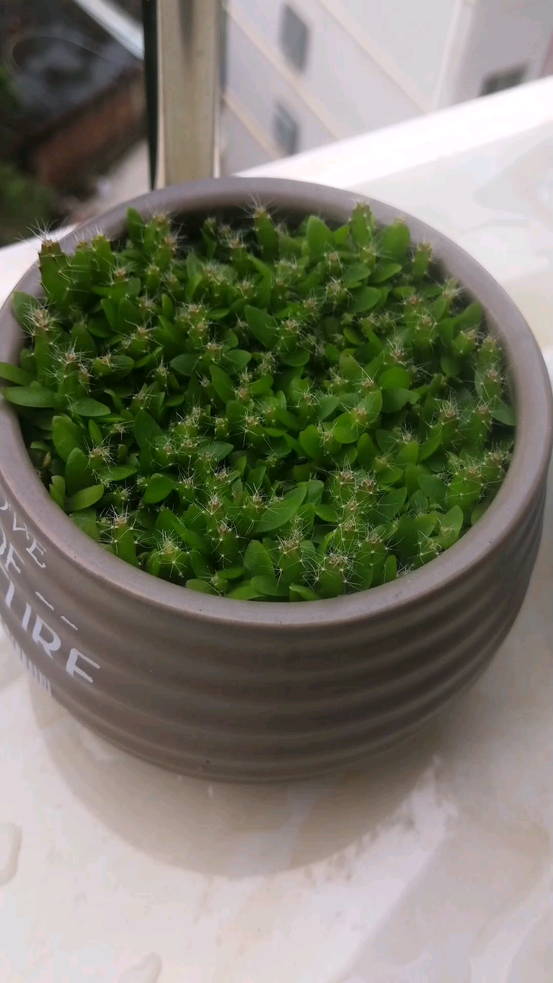 火龙果种子发芽长大了