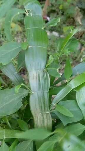 飞天蜈蚣草治疗蛇缠腰图片