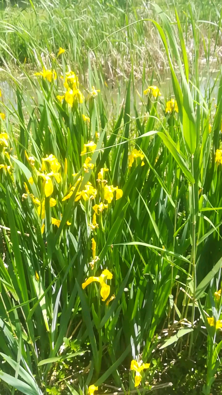 长江边的鱼梭草