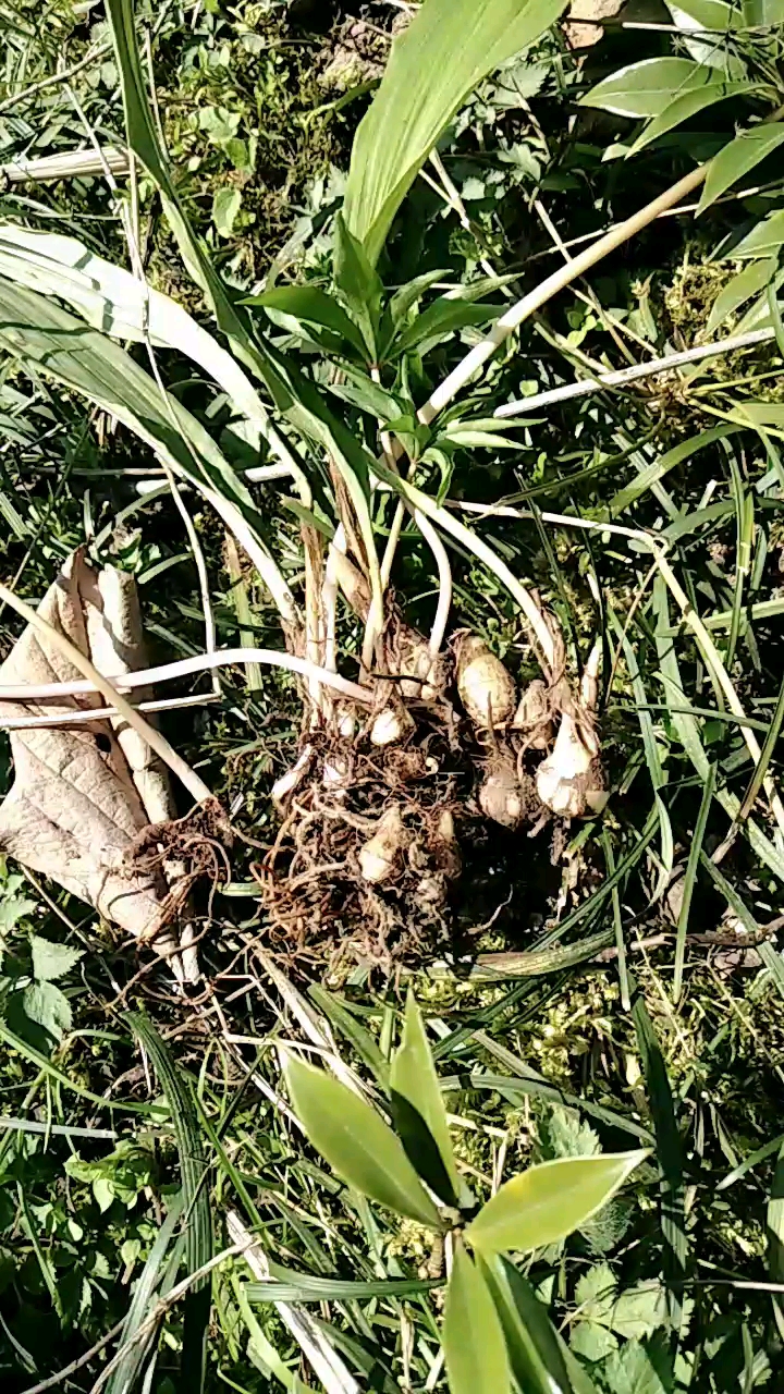 大山里的黄金,生活中药才