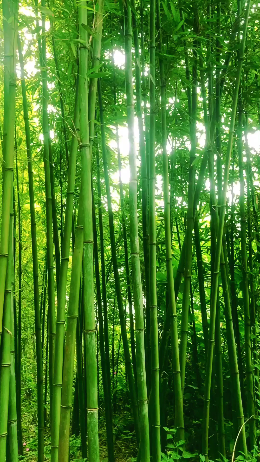 竹林