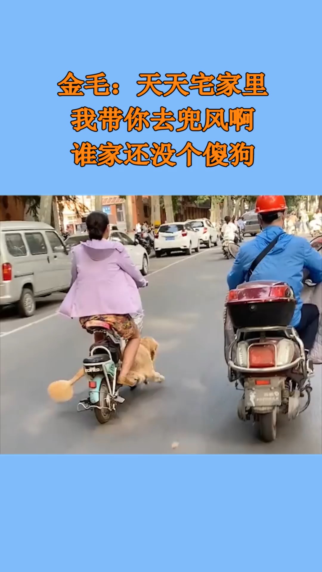 金毛天天宅家里我带你去兜风啊谁家还没个傻狗