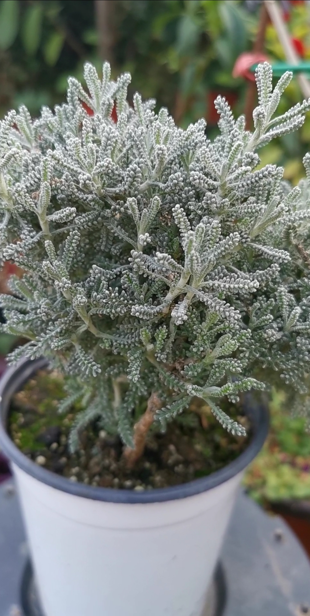 我的小花园#绵杉菊是菊科灌木香草植物,有类似薰衣草香味,有驱蚊等驱