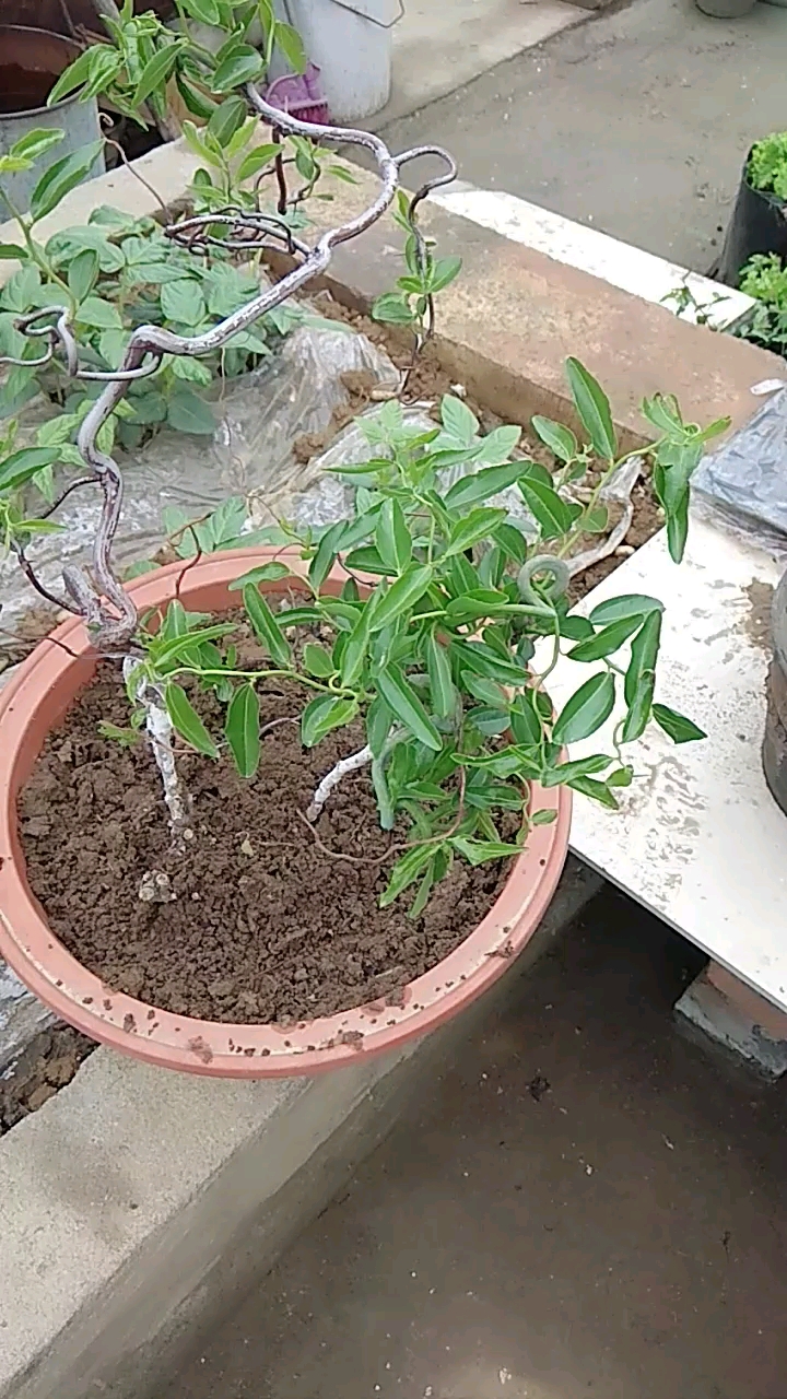 龙拐枣,我嫁接的,漂亮,希望尔也喜欢!