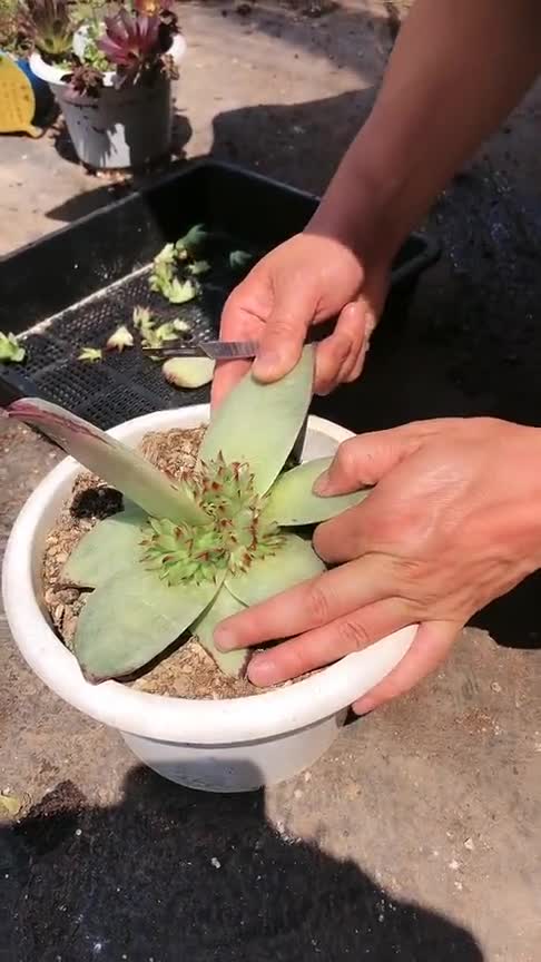 最难种的多肉乌木,繁殖想要保持好基因,只有砍头和叶插!