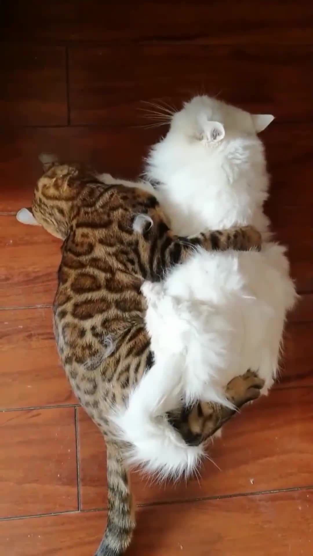 两只猫咪打架,现场异常激烈,这两只猫上辈子有深仇大恨吗