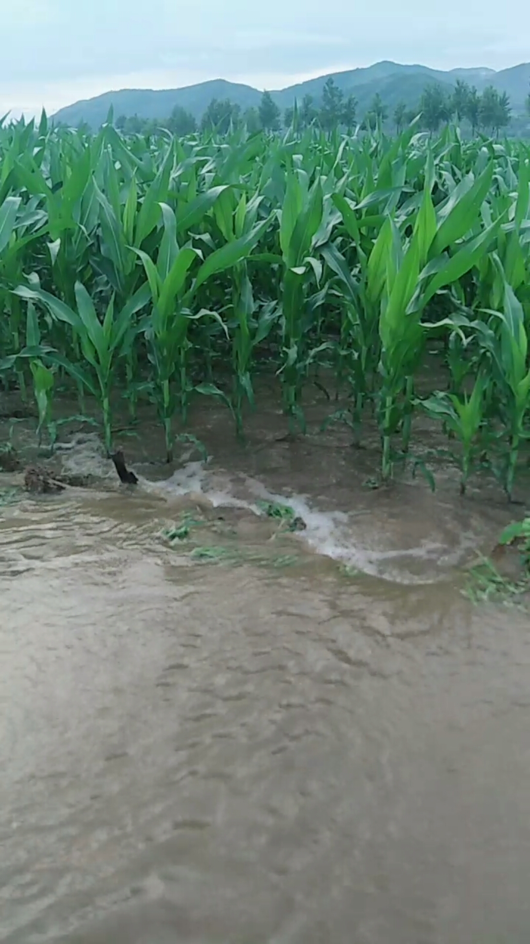 大雨过后,玉米地里洪水泛滥,小道成了水壕.