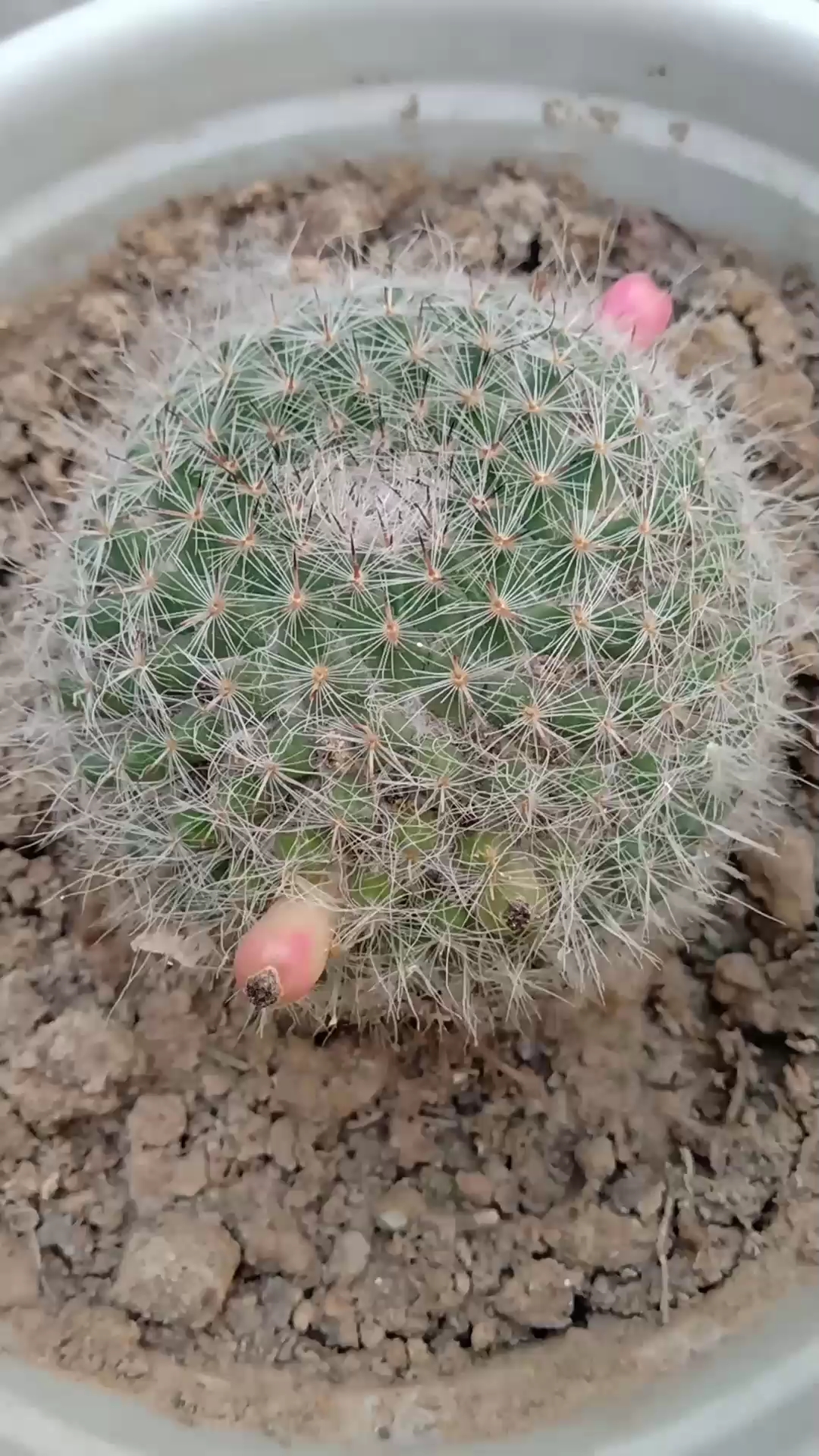 今年刚买的玉翁光长花苞不开花.也不知道是什么原因