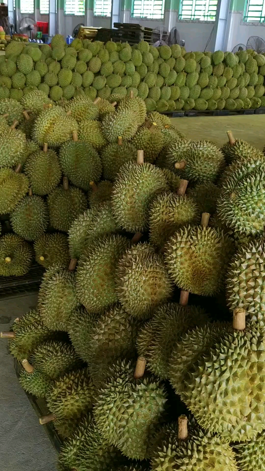 全民心动#榴莲堆山了