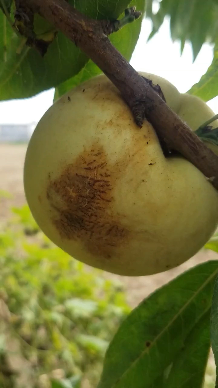 这是高手#晚熟桃如何预防果锈