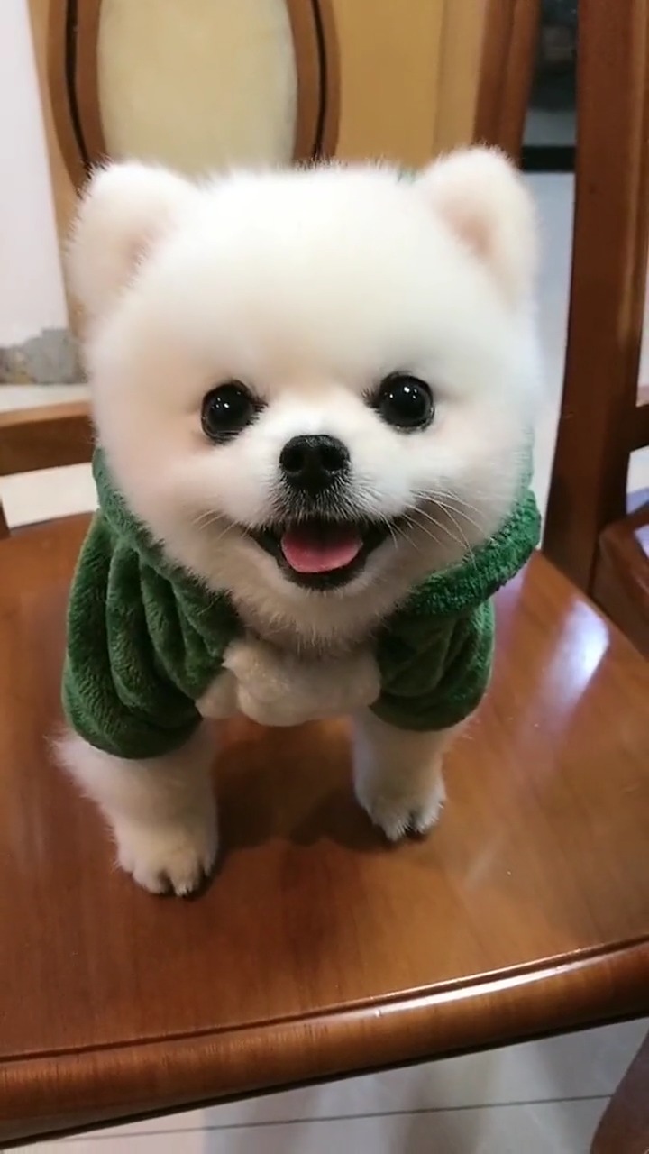 要吃多少不够再买,但是你能不能细咬慢咽,不知道还以为饿坏了养狗博美