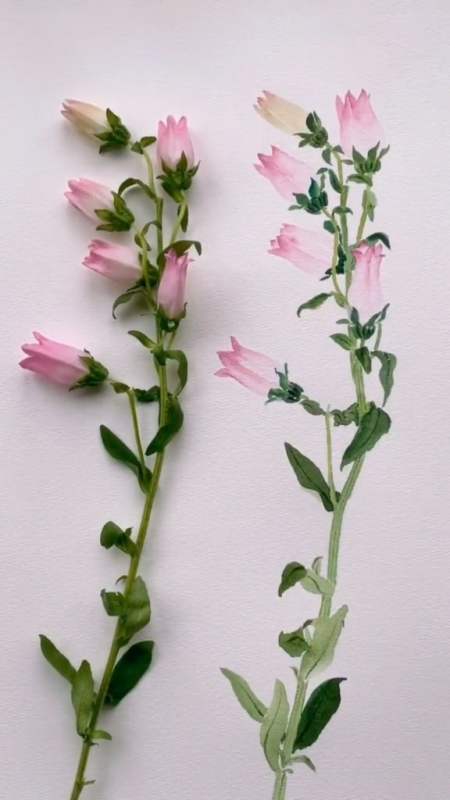 国画教程#有一种植物叫风铃草,花语是永远的等待,是很忧伤的花儿了