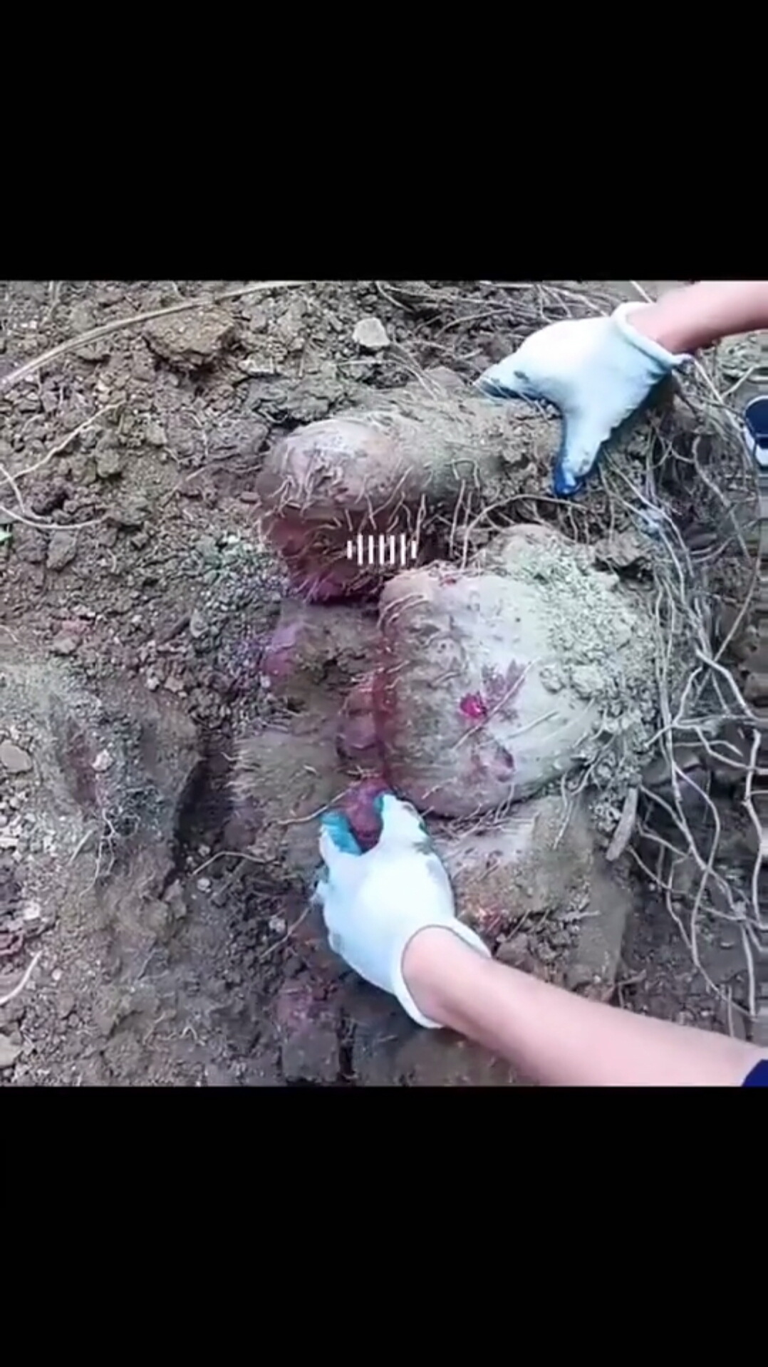 无意在深山遇到的野生紫薯有九拾二斤20