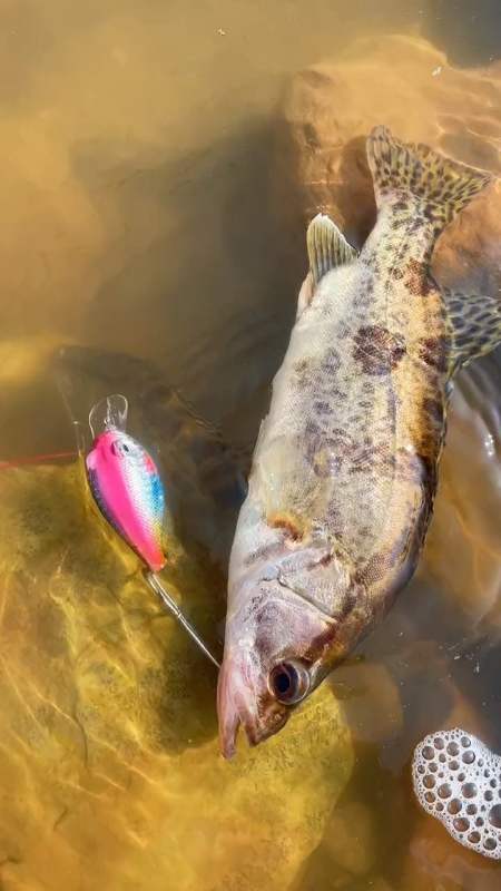 钓鱼鳜鱼路亚野钓钓鱼最美原生鱼