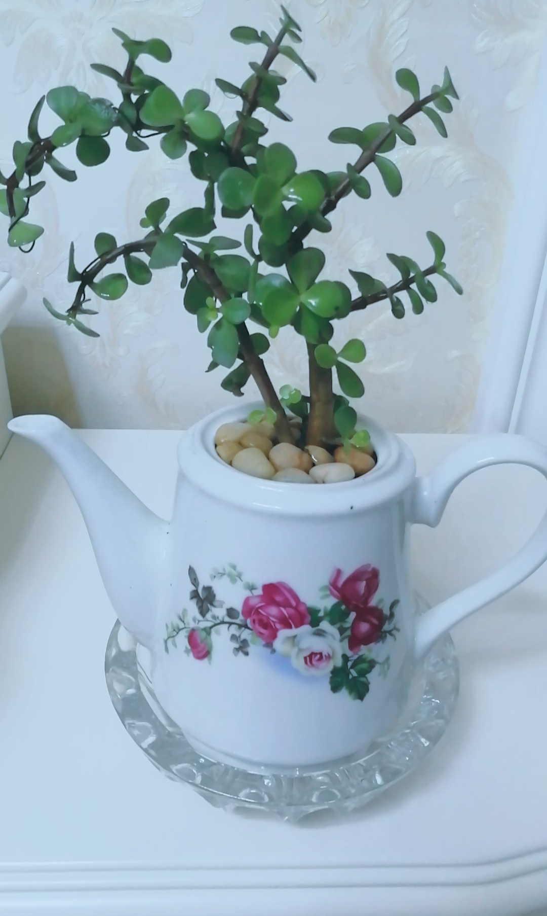 茶壶做花盆,底部没打孔,准备做悬崖桩金枝玉叶