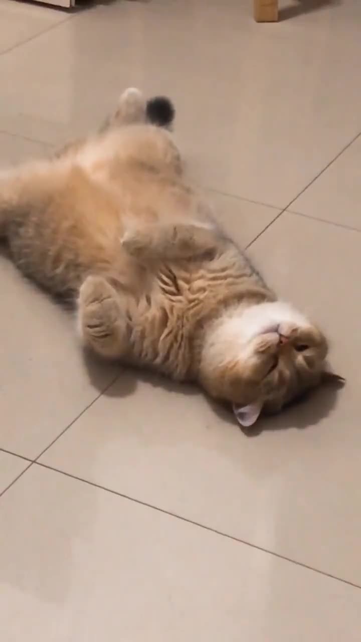 像极了下班后瘫在床上的你们既生动又形象