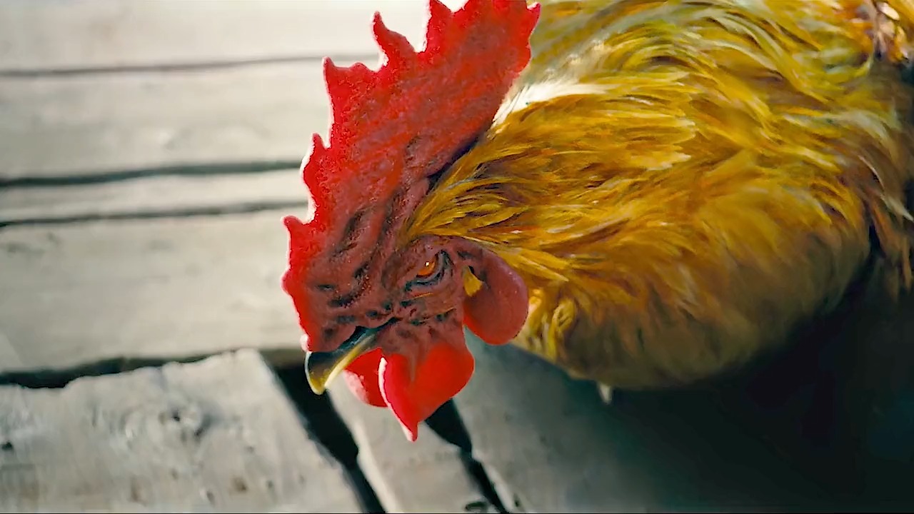 鸡的眼皮谁观察过,真是自下而上的?怒晴鸡这么特别