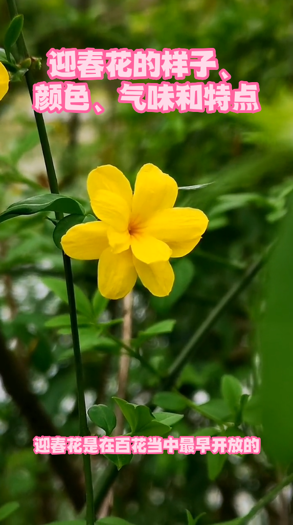 迎春花的样子颜色气味和特点