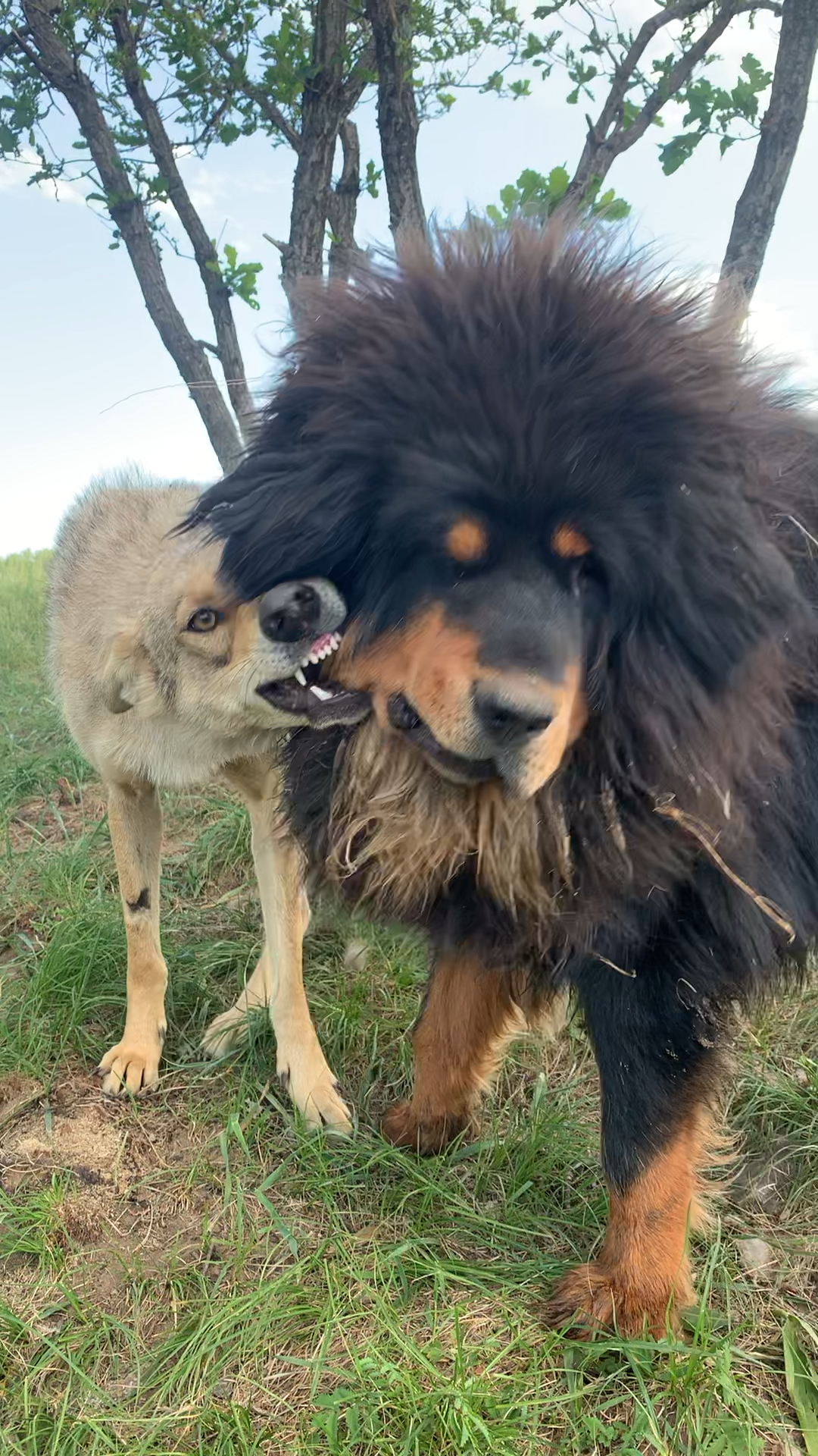 藏獒大哥与狼妹