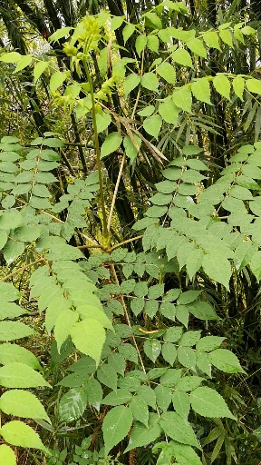 山坡上天然树林#这叫楤木功效与作用 清热解毒,利水消肿,活血散瘀-度