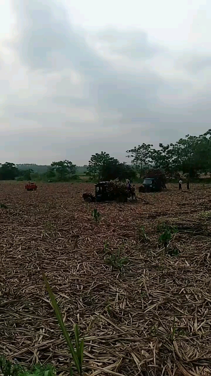 都是老一辈在农田里干活了