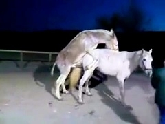 动物交配视频 驴马交配